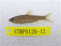 藏品(臺灣鏟頜魚)的圖片